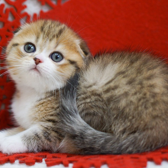 Dior Scottish Fold male, black spotted tabby bicolour