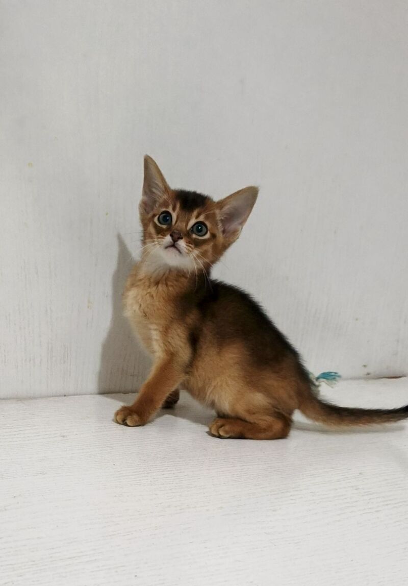 Gemma Abyssinian female ruddy - live animals
