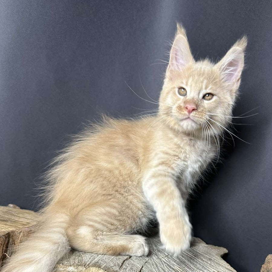 Pluto Maine Coon male, cream bicolour