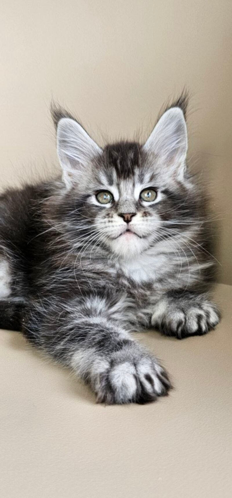 Edward Maine Coon male, black silver ticked tabby