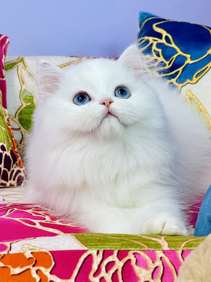 Marcy Scottish Straight male, white