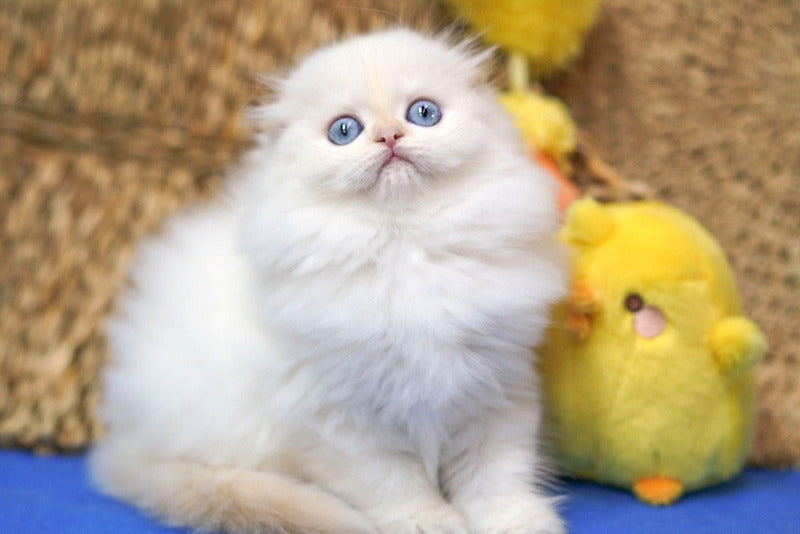 Ilang Scottish Fold male, red tabby pointed