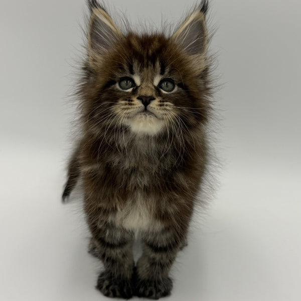 Zeus Maine Coon male, black tabby