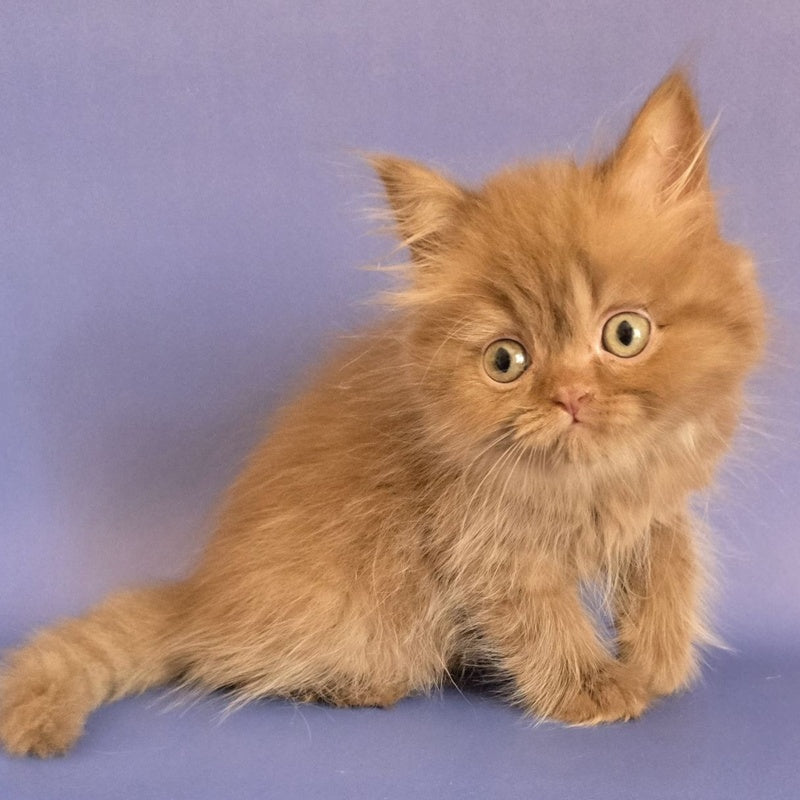 Biscuit Scottish Fold male, cinnamon