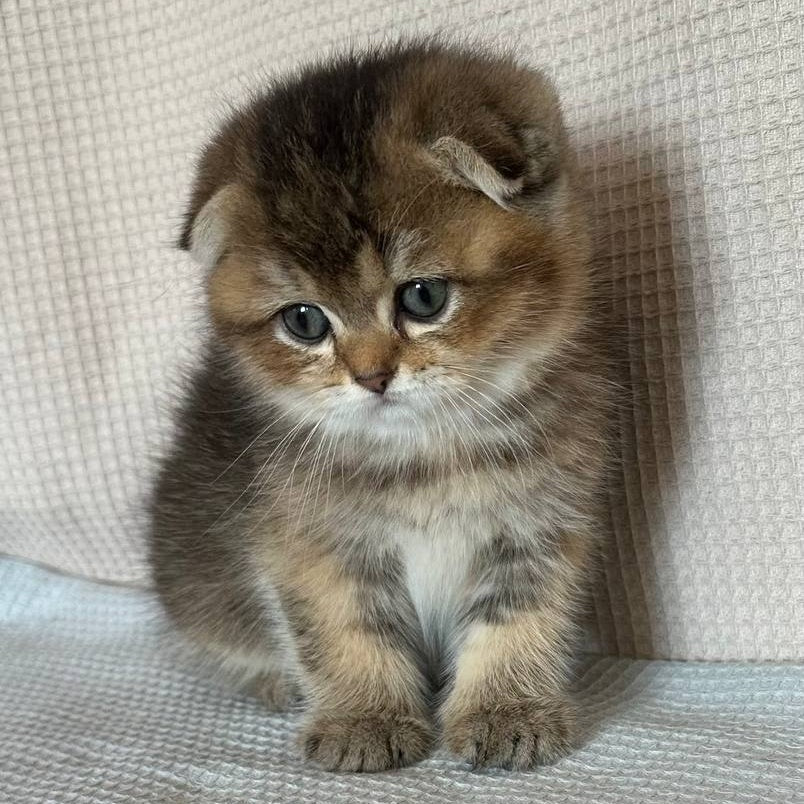 Olivia Scottish Fold female, black golden ticked tabby