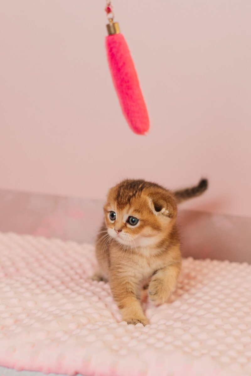 Velur Scottish Fold male, black golden ticked tabby