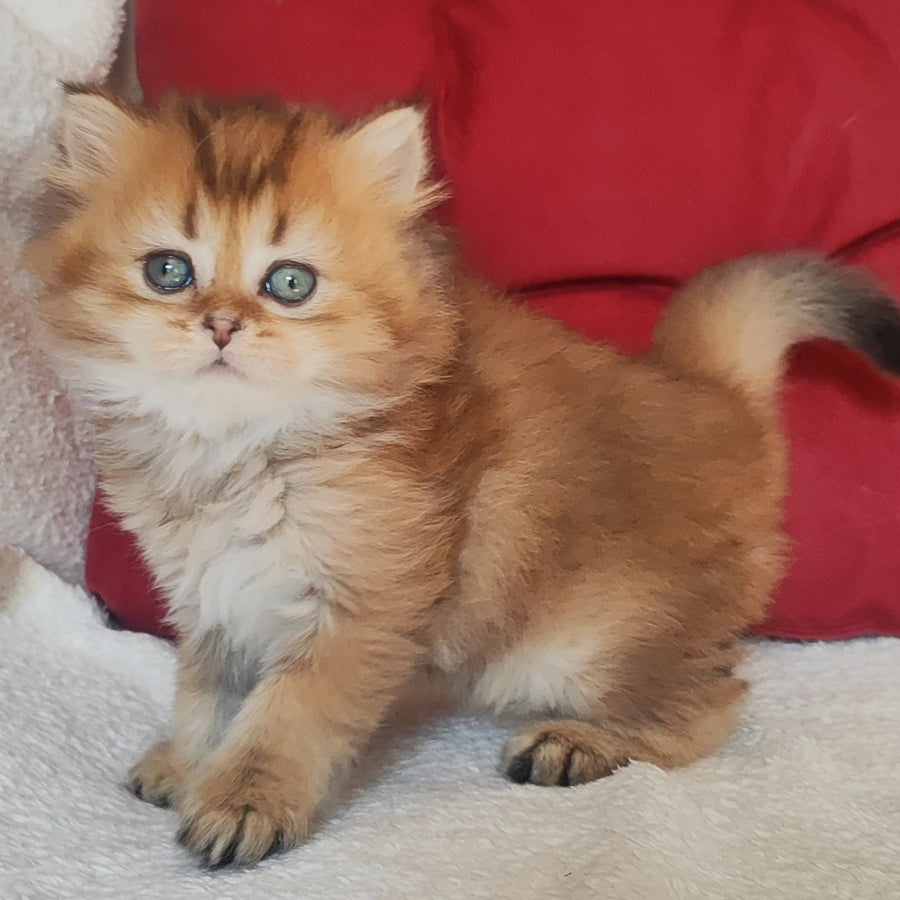 Yudjin Scottish Straight male, black golden ticked tabby