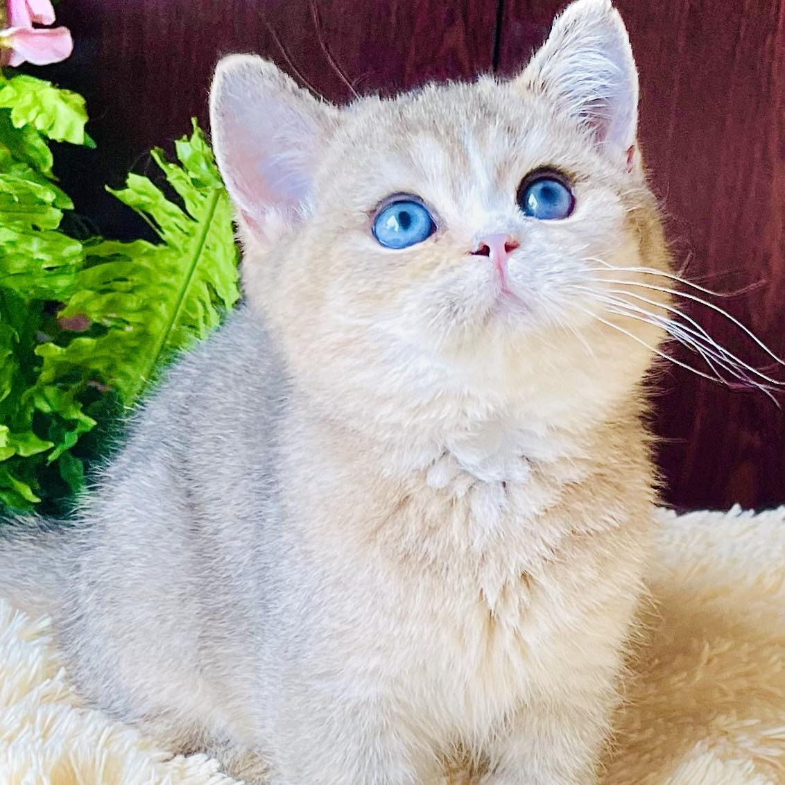 Pompon British Shorthair male, black golden ticked tabby with white