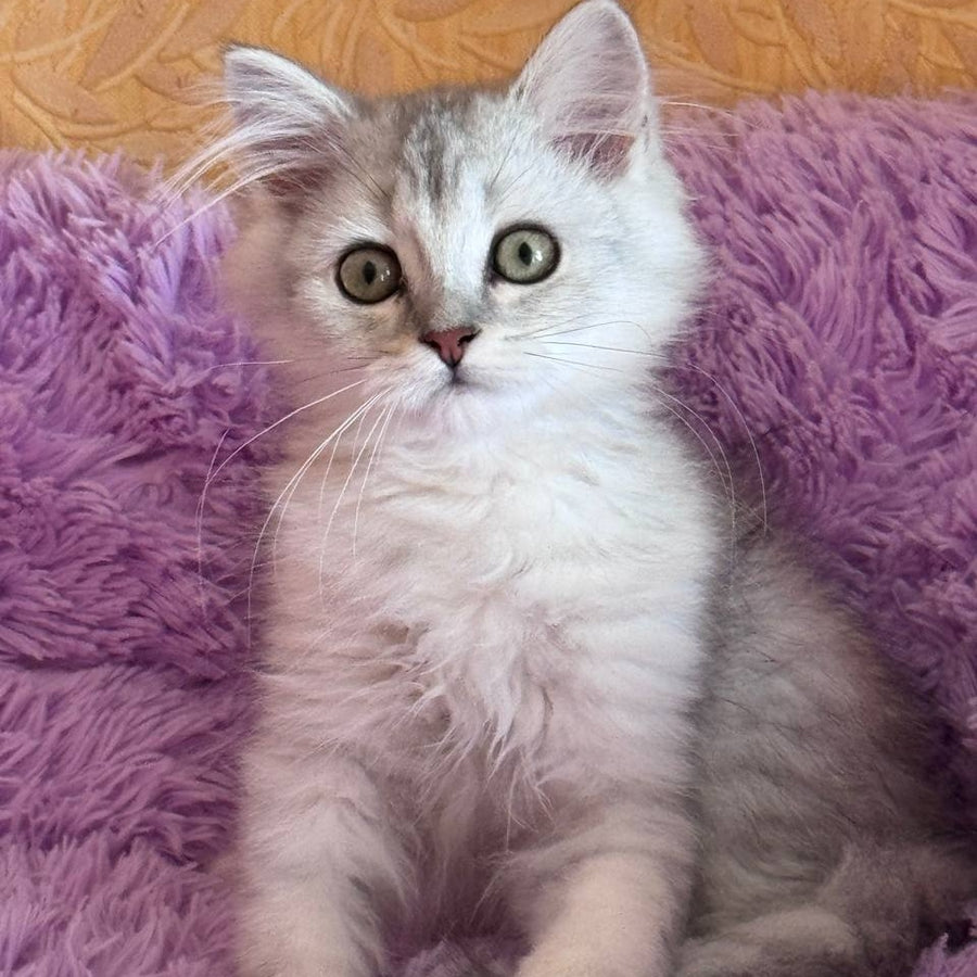 Smoky British Shorthair male, black silver chinchilla