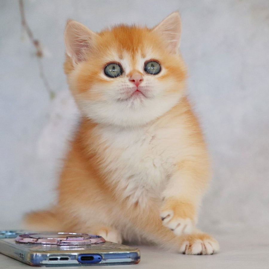 Zemfira British Shorthair female, black golden chinchilla