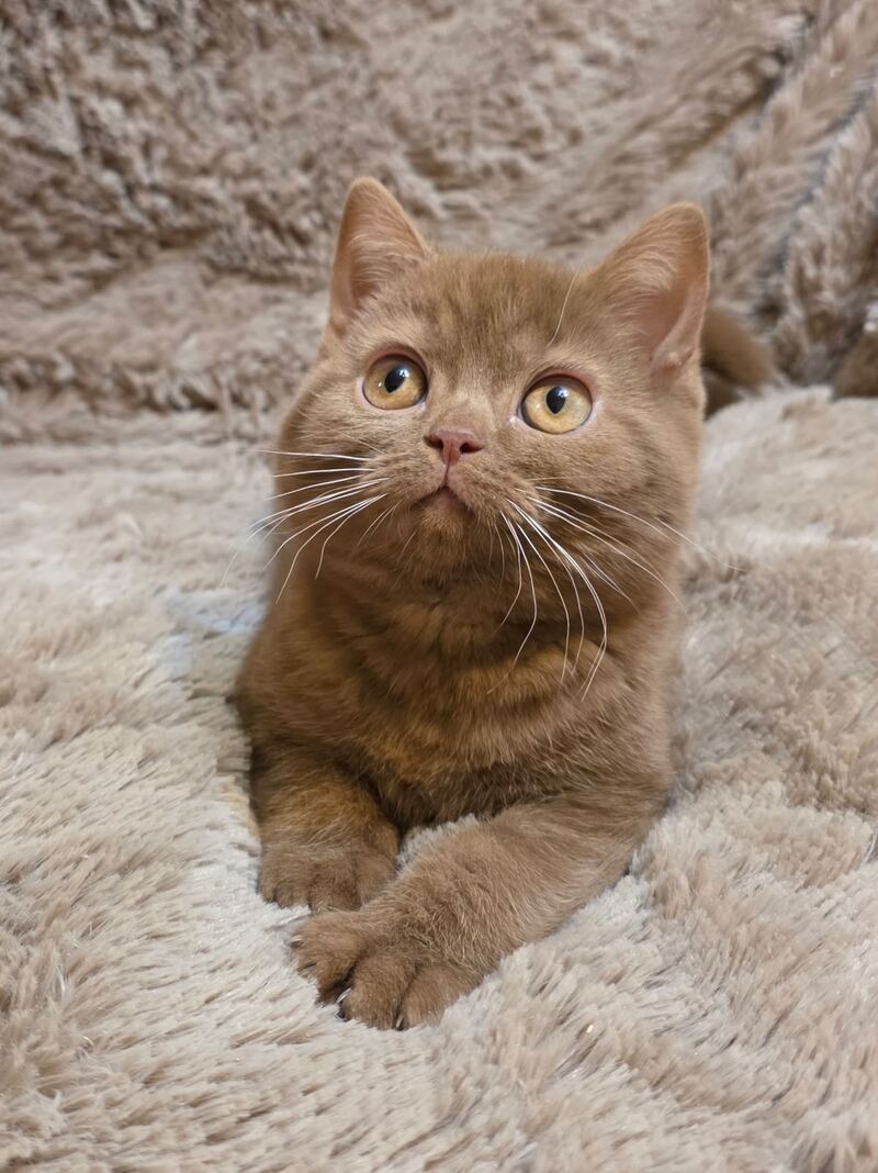 Omar British Shorthair male cinnamon - live animals
