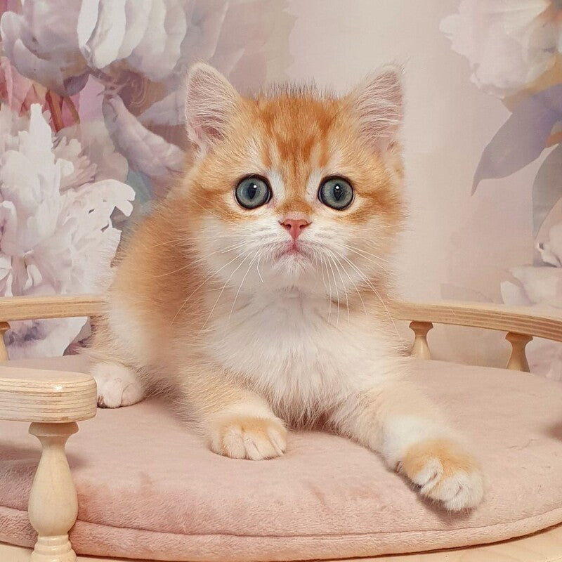 Villi British Shorthair male, black golden chinchilla