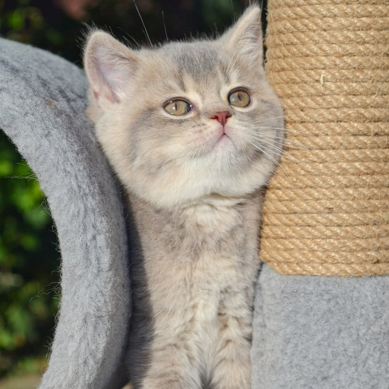 Fifa Scottish Straight female, blue golden ticked tabby