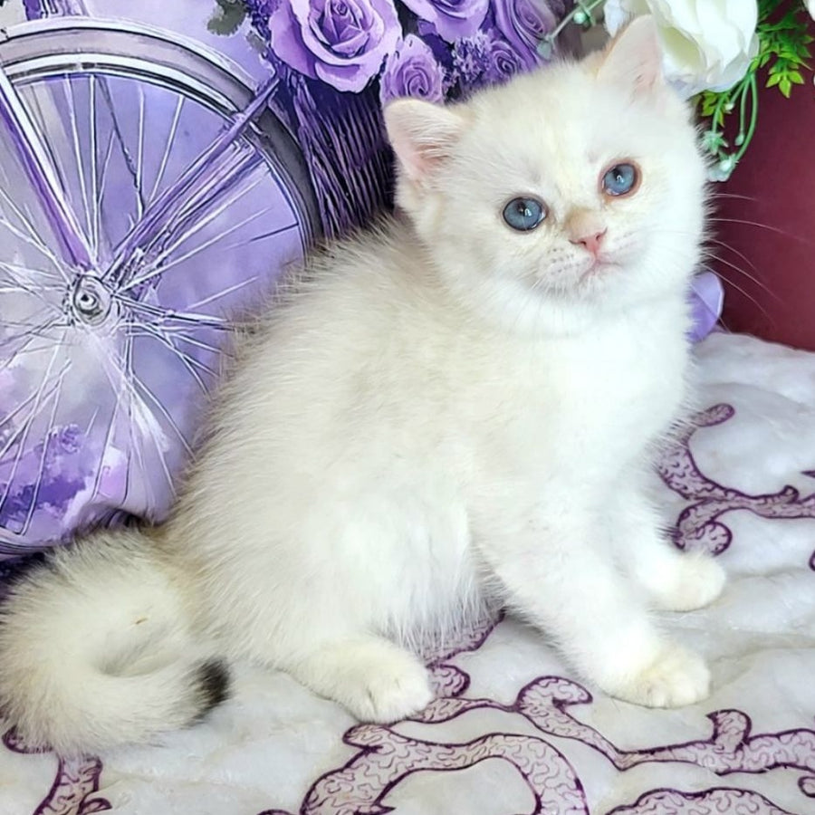 Yahont British Shorthair male, chocolate golden chinchilla pointed