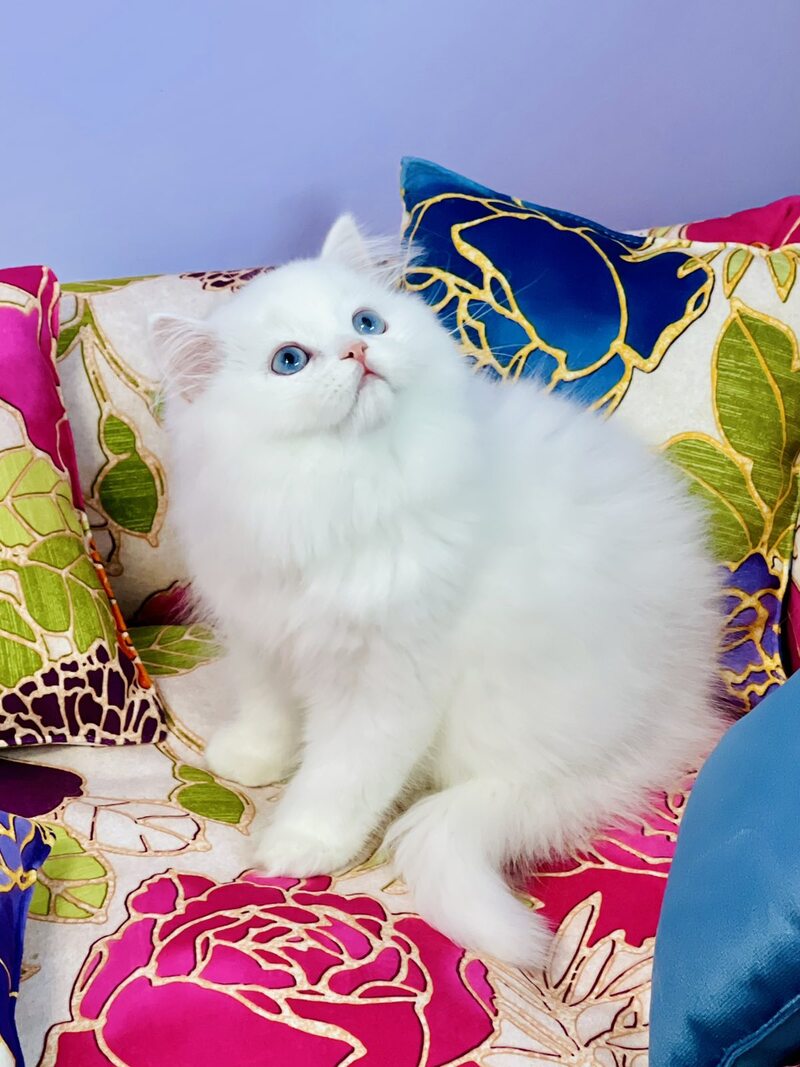 Marcy Scottish Straight male, white