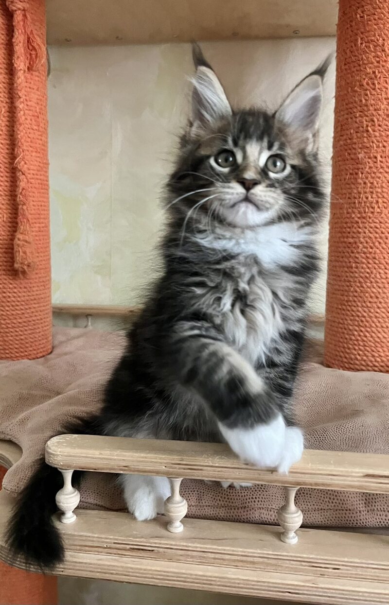 Jaime Maine Coon male, black bicolour tabby