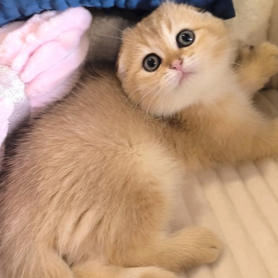 Marik Scottish Fold male, black golden ticked tabby