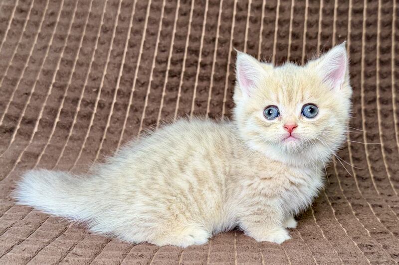 Marley Munchkin male, blue golden spotted tabby