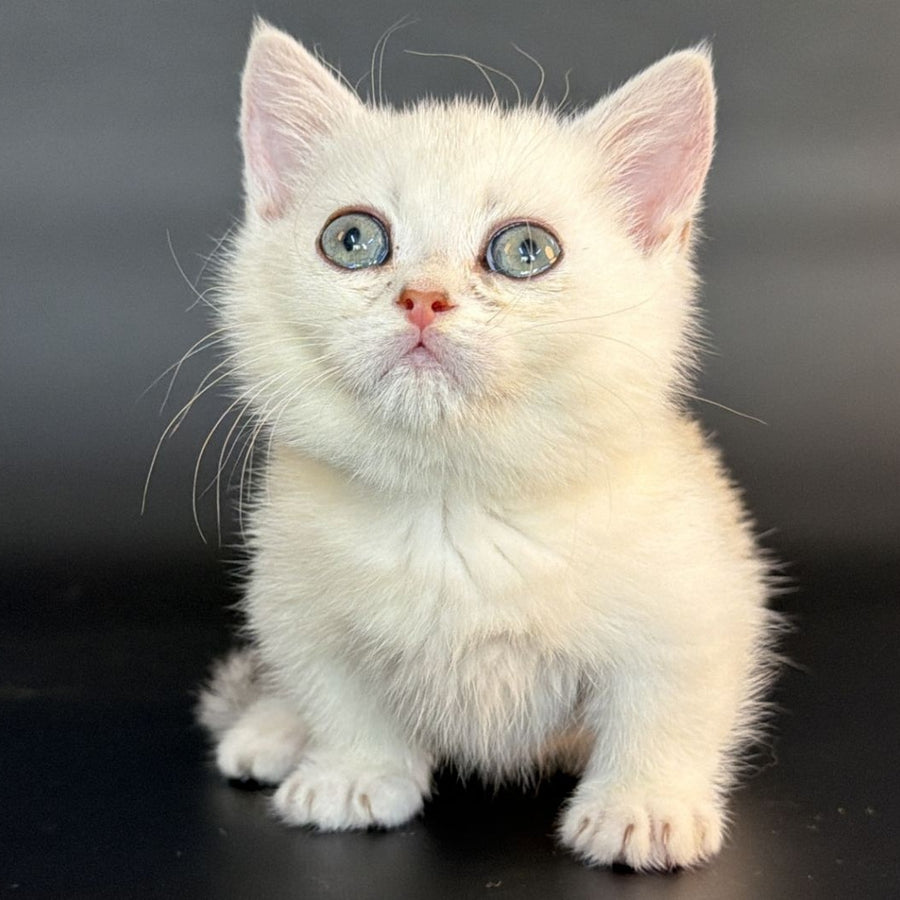 Rusty Munchkin male, black silver shaded