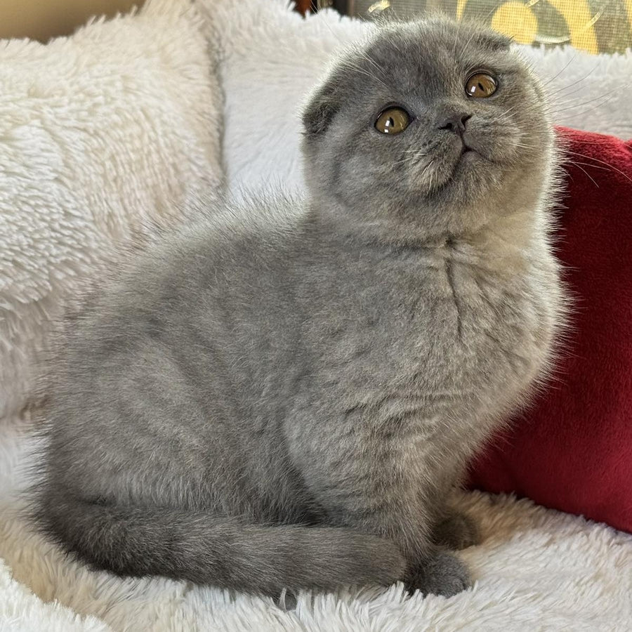 Xion Scottish Fold male, blue