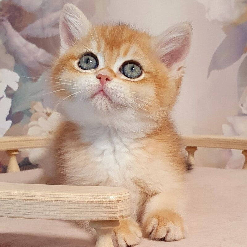 Winston British Shorthair male, black golden chinchilla