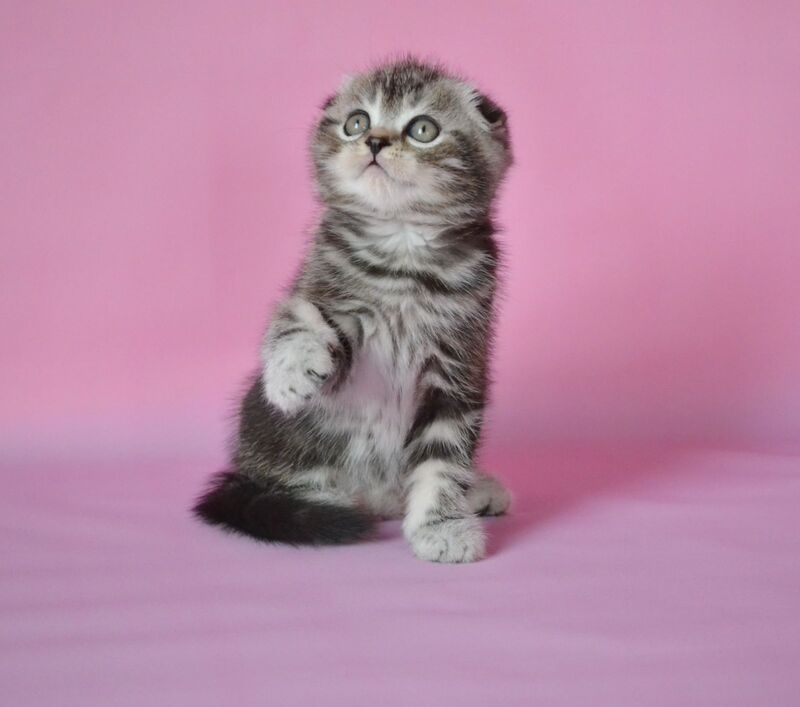 Misha Scottish Fold male, black silver tabby
