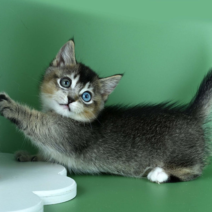 Kai Munchkin male, black ticked tabby