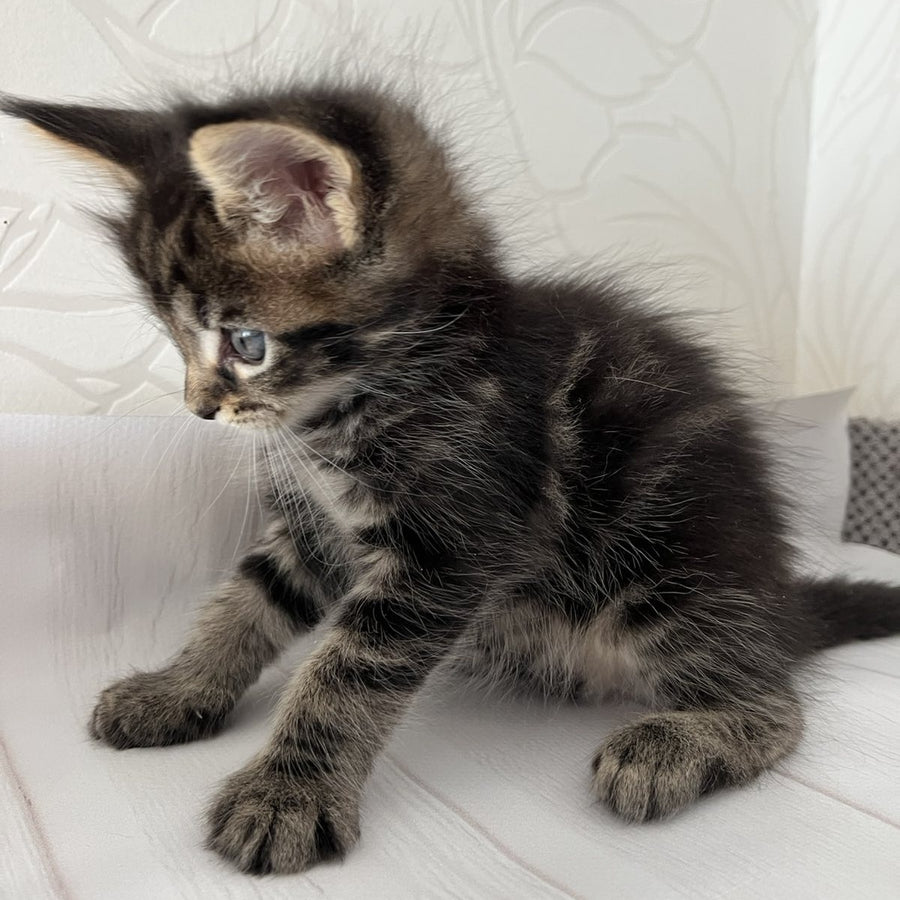 Irbus Maine Coon male, black tabby