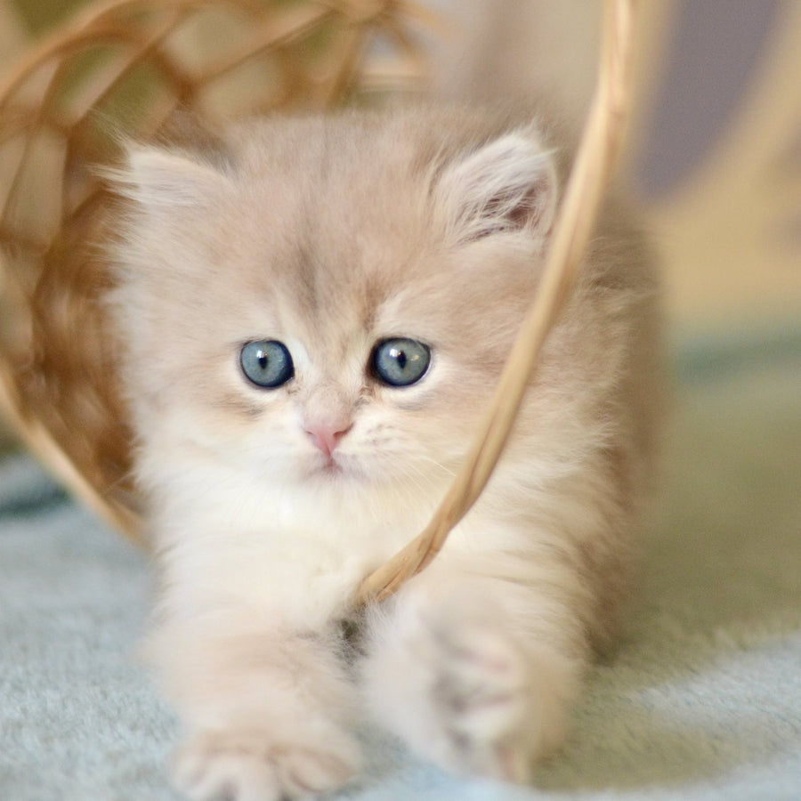 April British Longhair female, blue golden chinchilla