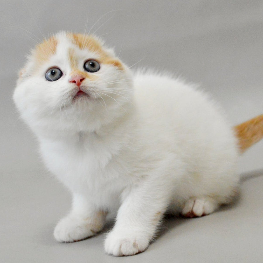 Xanthe Scottish Fold female, red silver tabby van