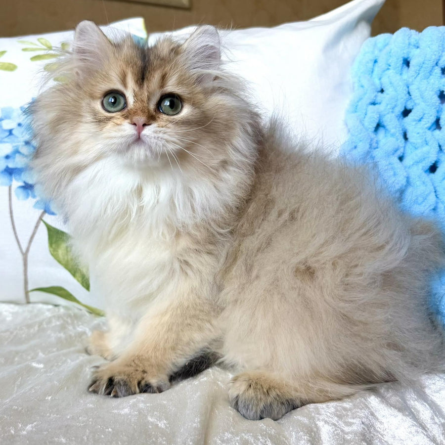 Cliff British Longhair male, black golden shaded