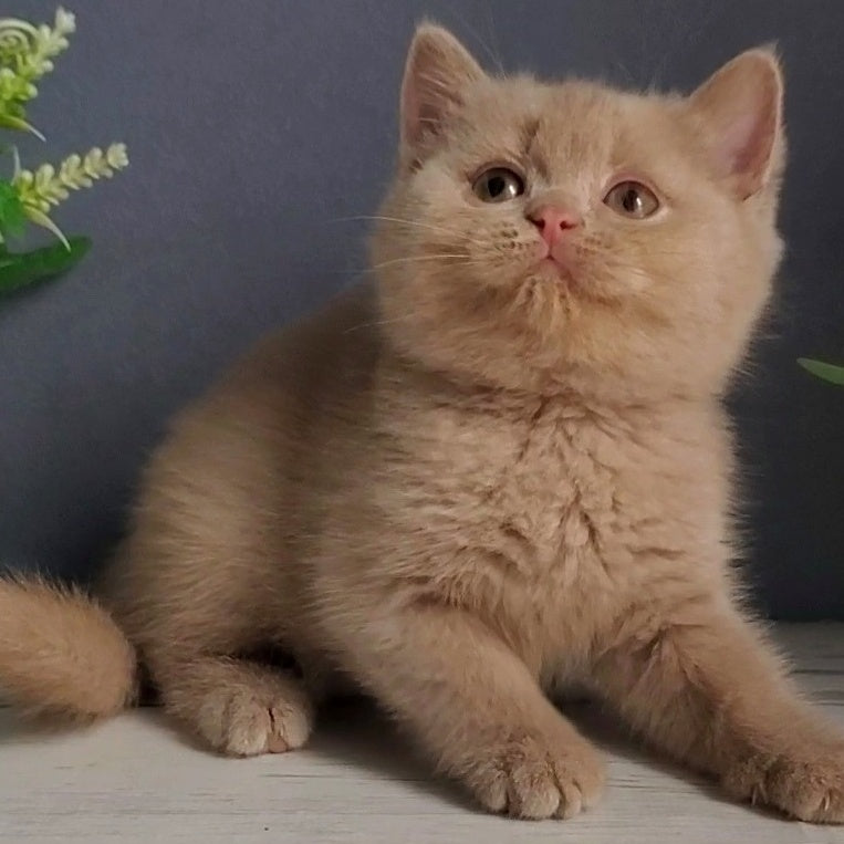 Feya British Shorthair female, fawn