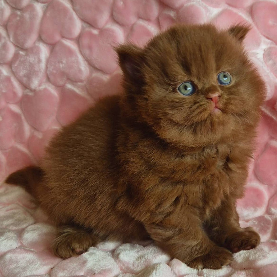 Gucci British Longhair male, cinnamon