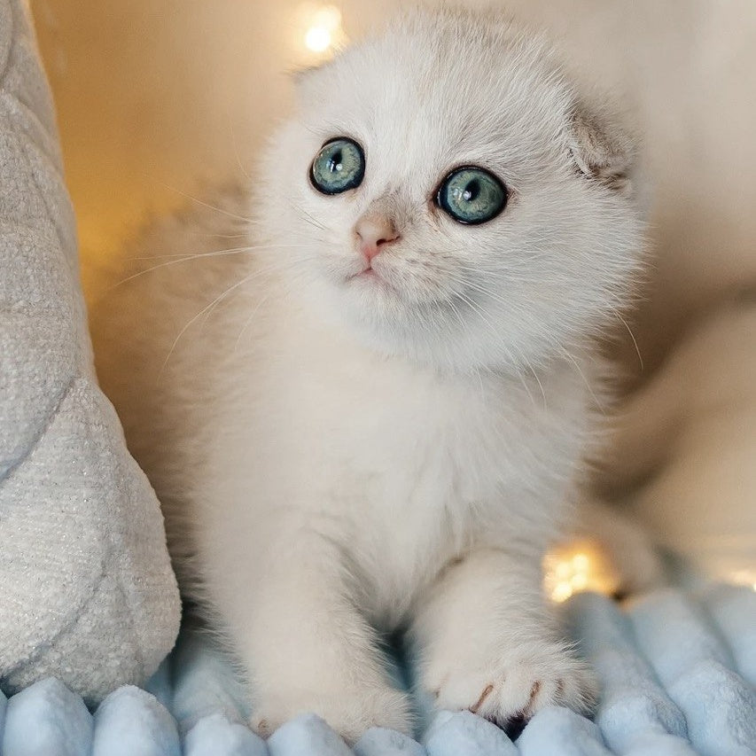 Ice Cream Scottish Fold male, black silver shaded