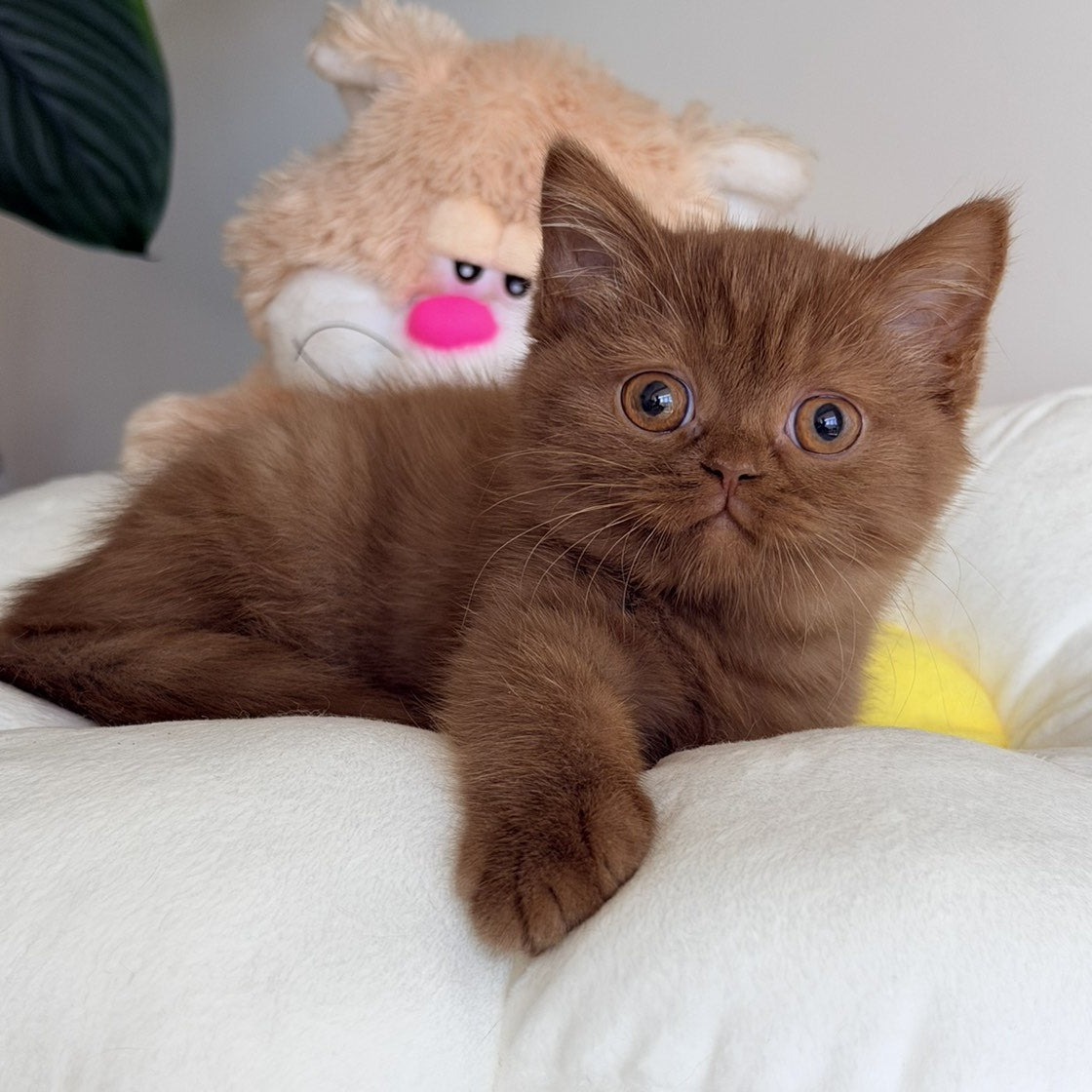 Shelbi British Shorthair female, cinnamon