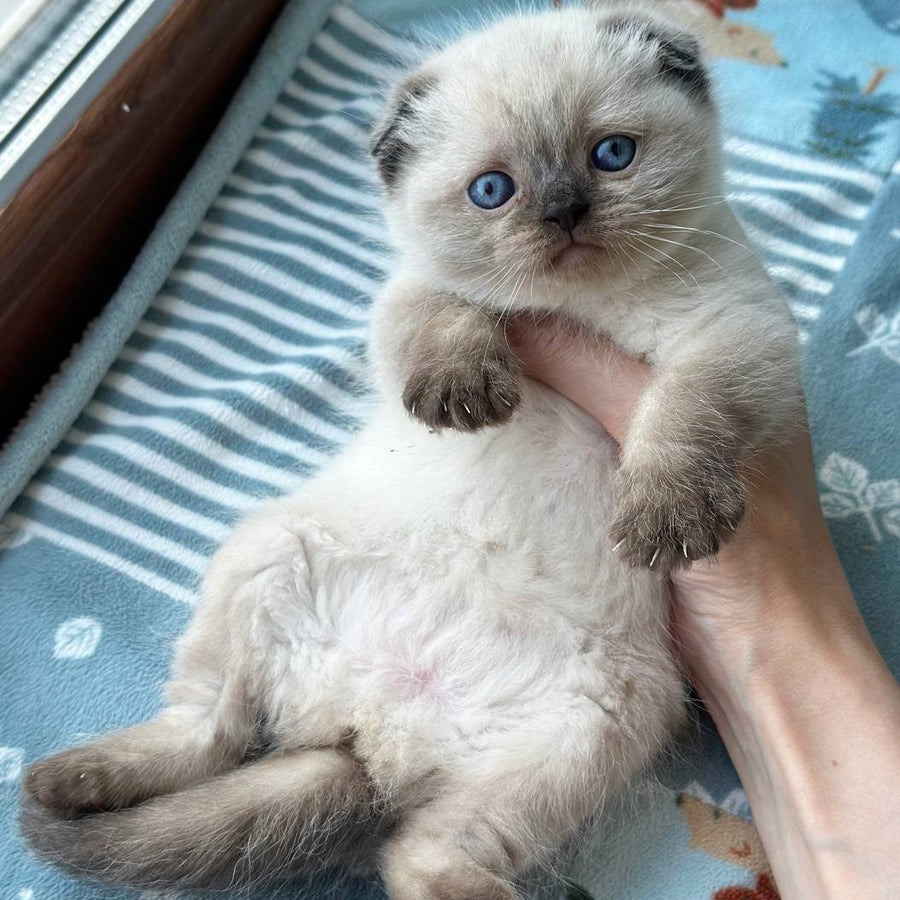 Mira Scottish Fold female, black pointed