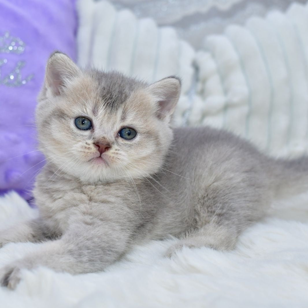 Kokos British Shorthair male, blue ticked tabby
