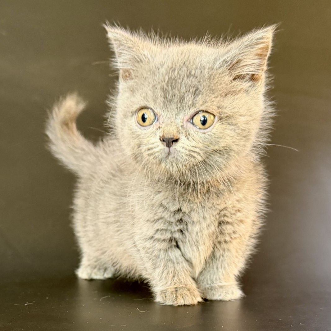 Alfie Munchkin male, blue