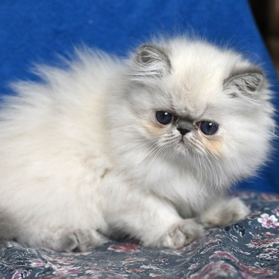 Areta Persian female, blue tortie tabby pointed