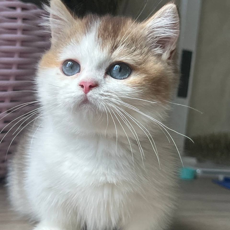 Bingo Munchkin male, chocolate ticked tabby harlequin