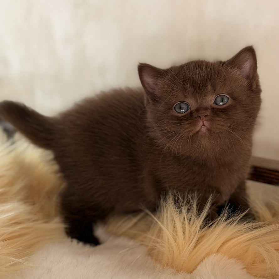 Santa British Shorthair female, chocolate