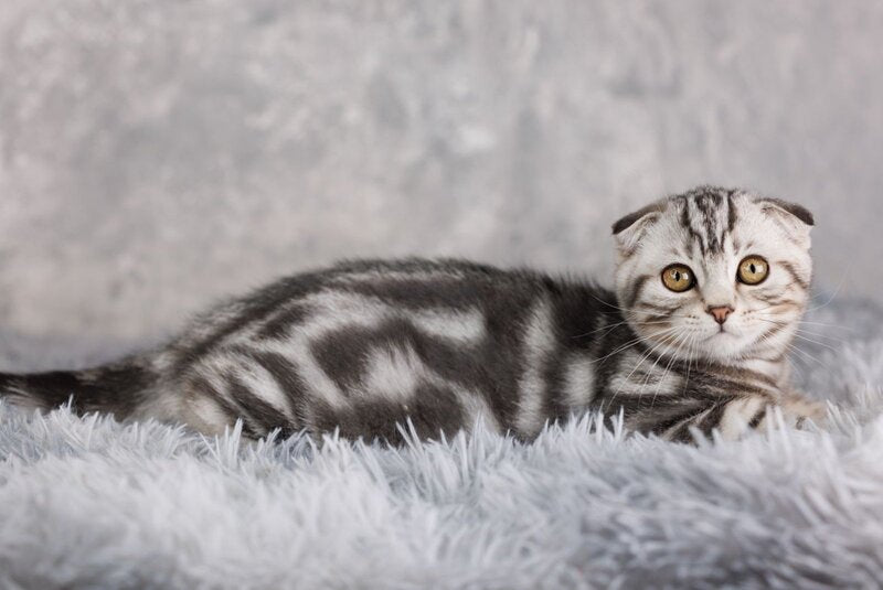 Prince Scottish Fold male, black silver tabby