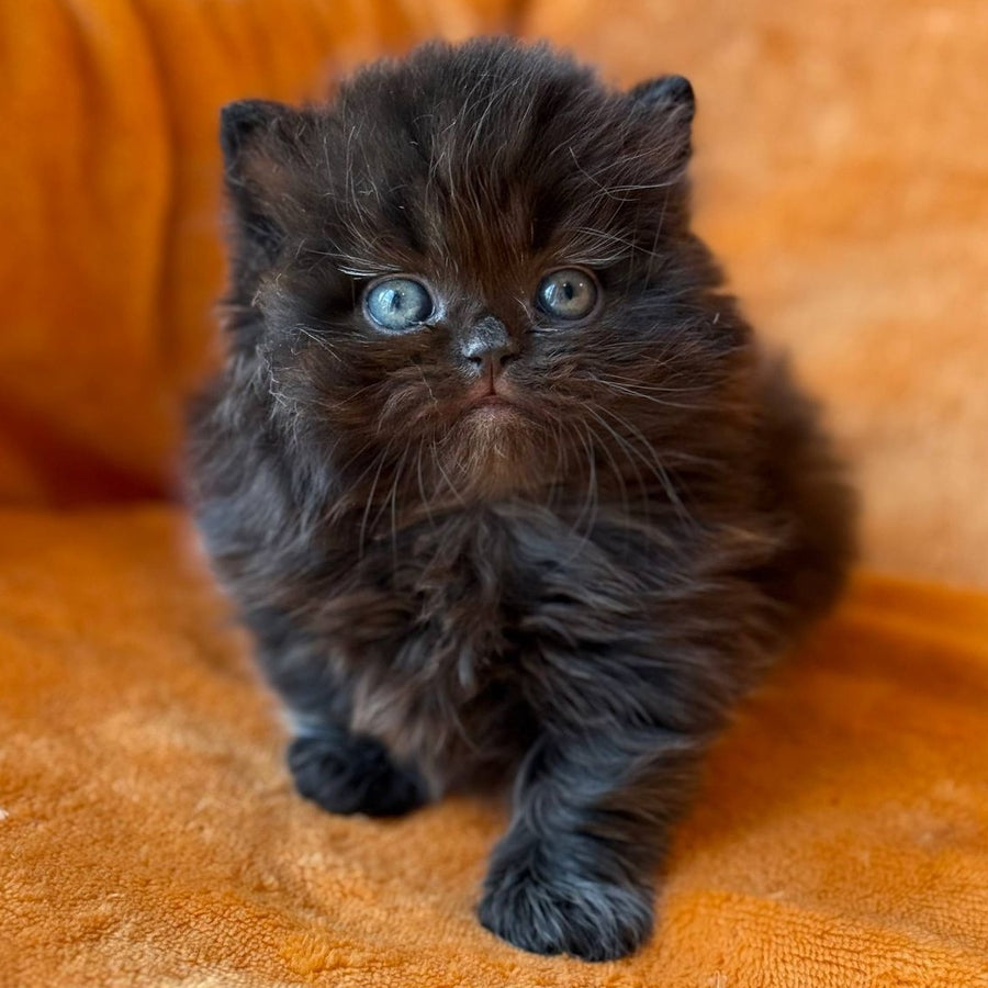 Martin Munchkin male, black