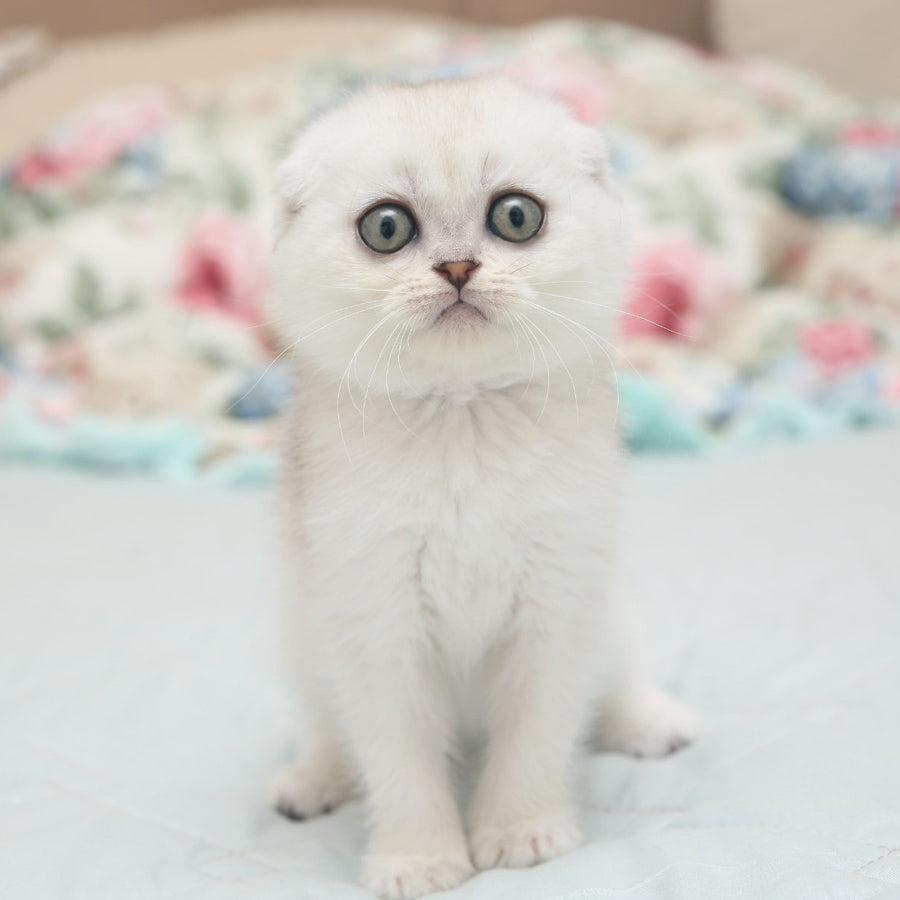 Haney Scottish Fold female, black silver shaded