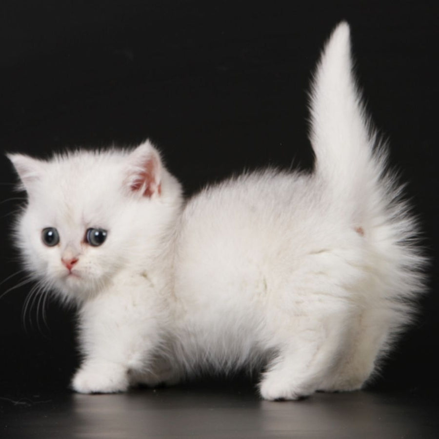 Xevan Munchkin male, black silver shaded