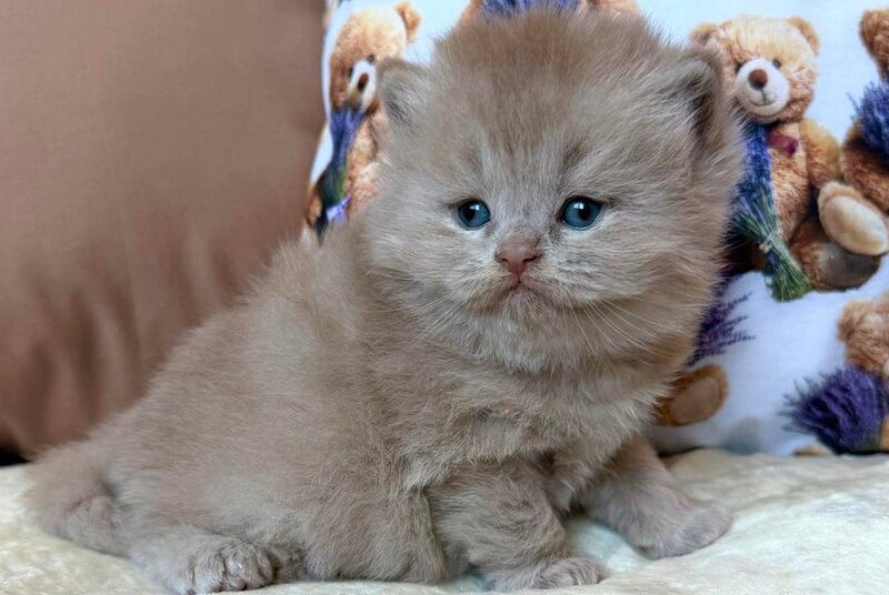 Fabian British Longhair male fawn - live animals