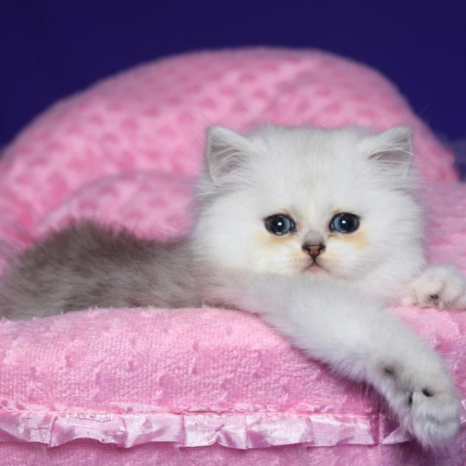 Harry Persian male, black silver shaded