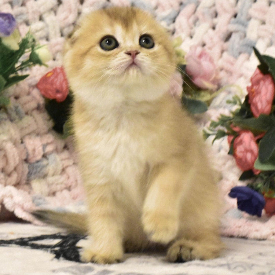 Bonya Scottish Fold female, black golden shaded