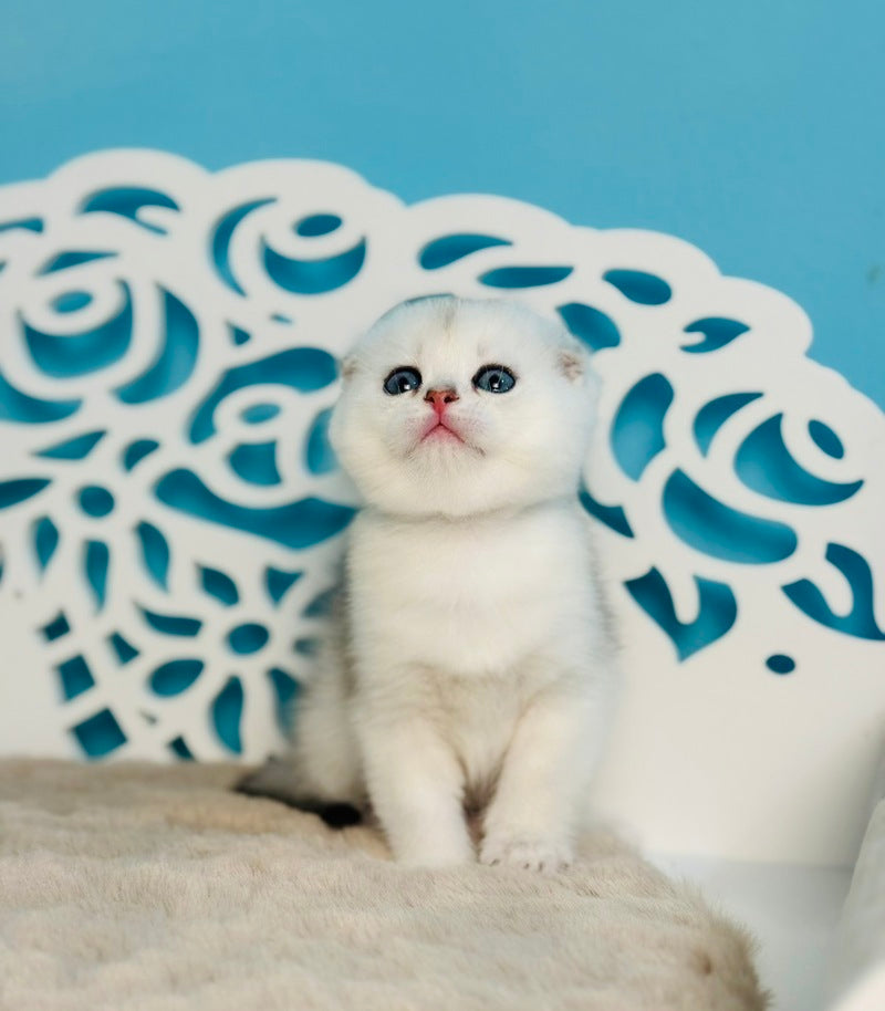 Winny Scottish Fold male black silver chinchilla - live animals
