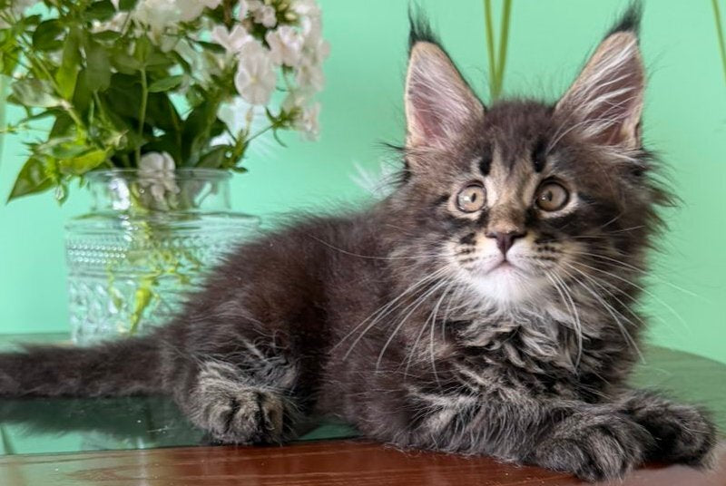 Tiger Maine Coon male, black tabby